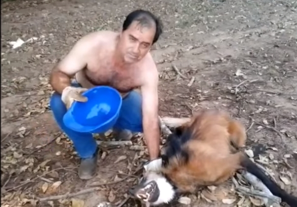 Люди спасли редчайшего волка от смерти, дав ему воды 