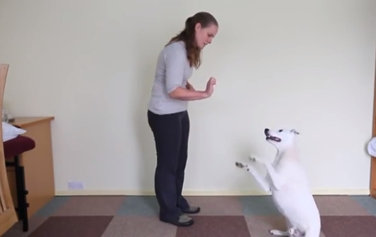 Пёс научился разговаривать на языке жестов 
