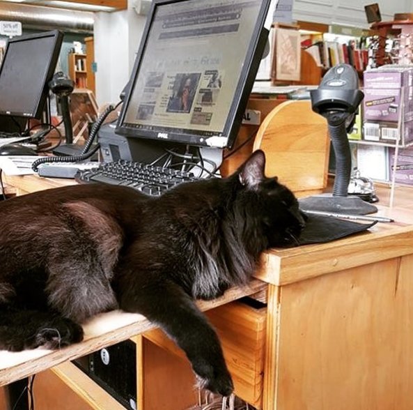 Потерявшийся котик вот уже 11 лет работает в книжном магазине 