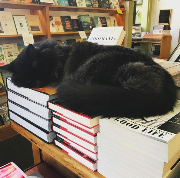 Потерявшийся котик вот уже 11 лет работает в книжном магазине 