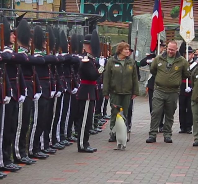 Норвежский пингвин удостоился высшего военного звания 