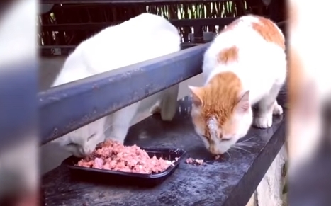 Этот котик явно не намерен делиться обедом