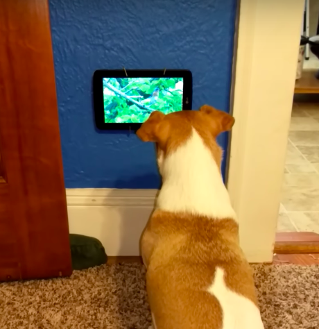 Абсолютно счастливый пес, который обожает смотреть свой маленький телевизор 