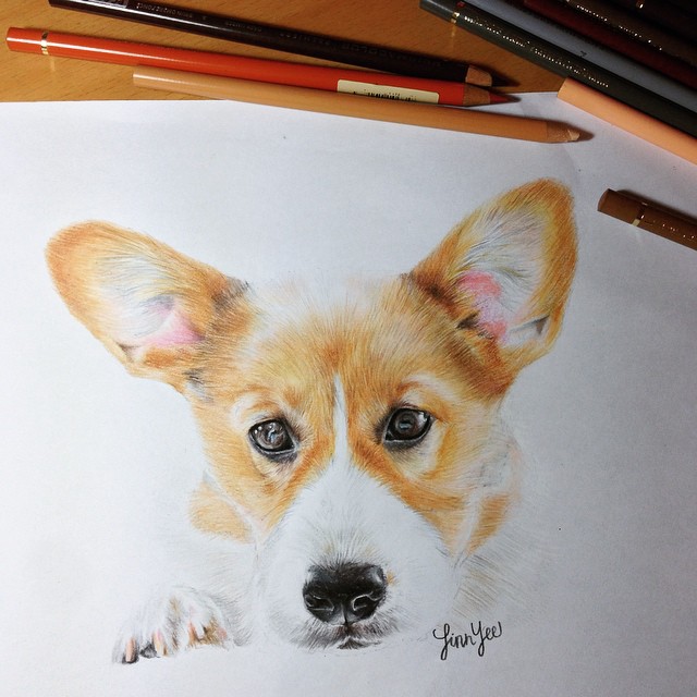 Талантливые и реалистичные рисунки животных карандашом 
