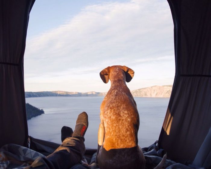 Вот что получается, если собака и фотограф путешествуют вместе