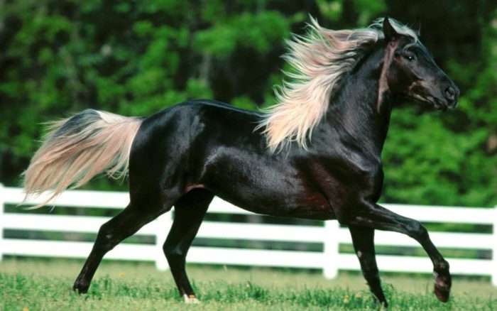 От красоты этих лошадей захватывает дух! 