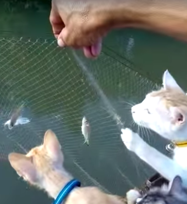 Хозяин очаровательных 4 котиков отправился на рыбалку вместе с питомцами
