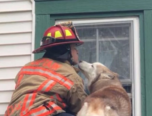 Благодарный щенок целует пожарного, спасшего его