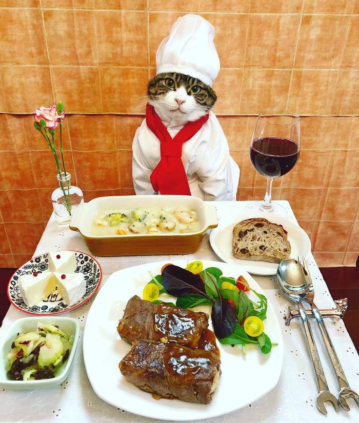 Котик, и его шикарные ужины
