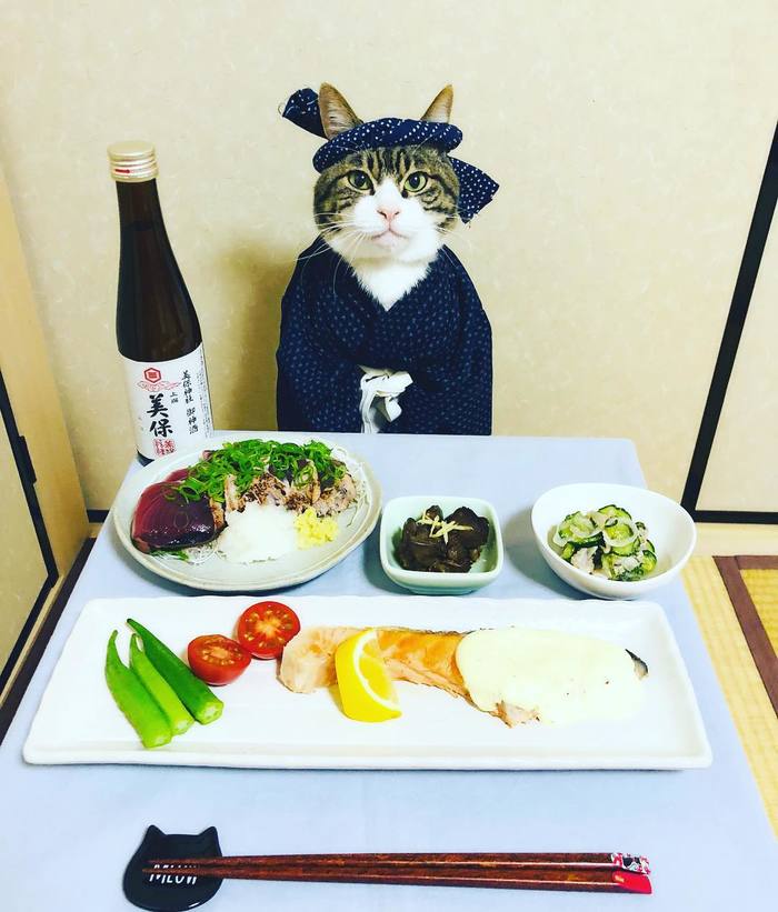Котик, и его шикарные ужины