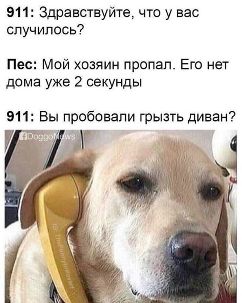 3. Как бы собаки разговаривали по телефону