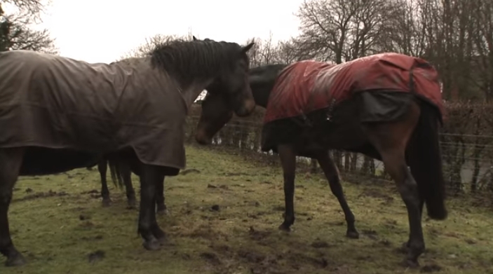 Трогательная встреча двух лошадей