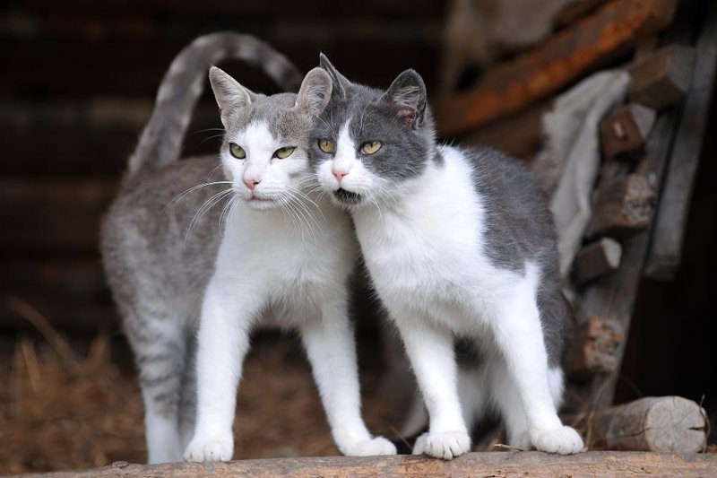 Колоритные уличные коты, которых хочется погладить 