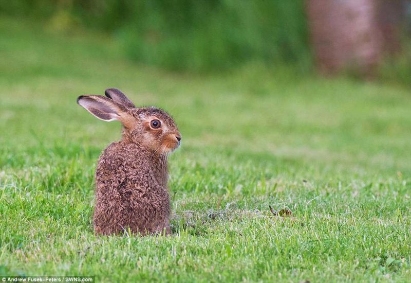 Редкие фотографии дикой зайчихи