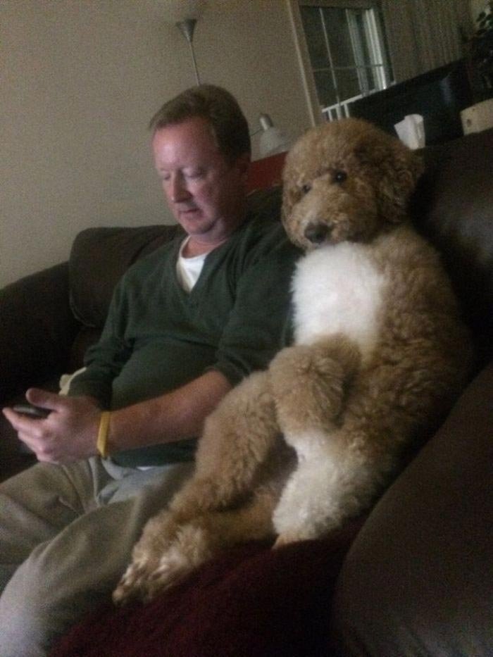 Пес и его хозяин смотрят футбол, собака следит как-то внимательнее даже