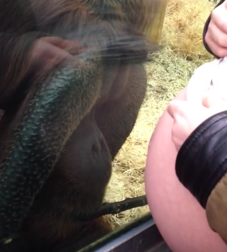 Удивительная реакция орангутана на беременную женщину. Что за прелесть!