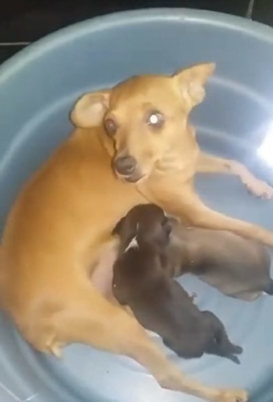 Они выбросили ее щенков на мусорку, но собака-мама нашла своих детей