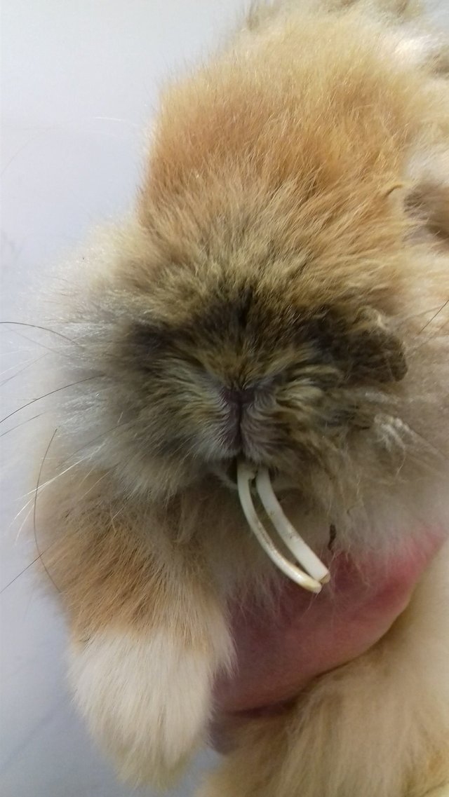 Зубы кролика так отросли, что не позволяли бедняге есть, к тому же мех был спутан, что тоже доставляло немало боли и дискомфорта кролику