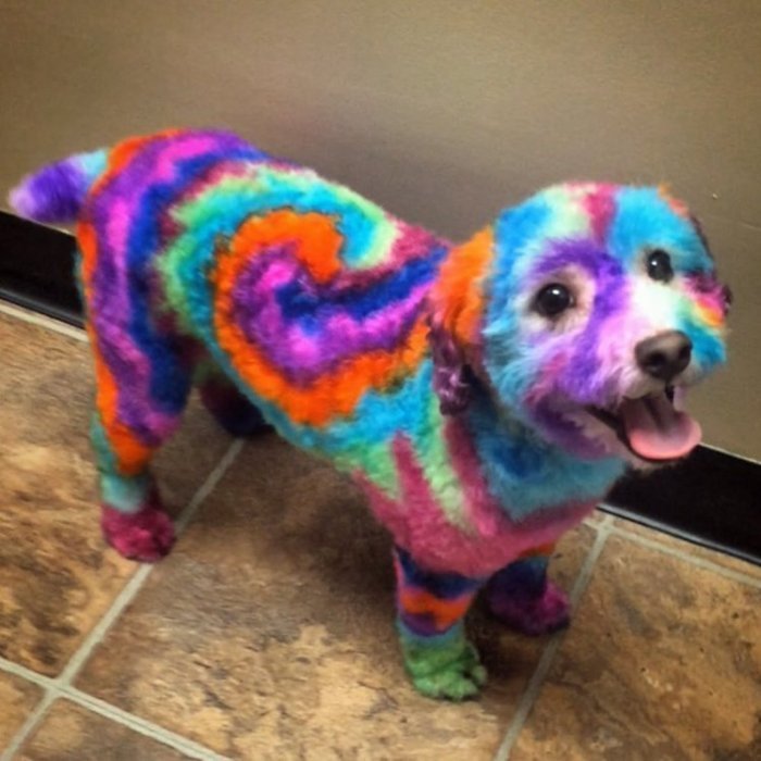 Женщина красит свою собаку в яркие цвета и утверждает, что делает это ради питомца