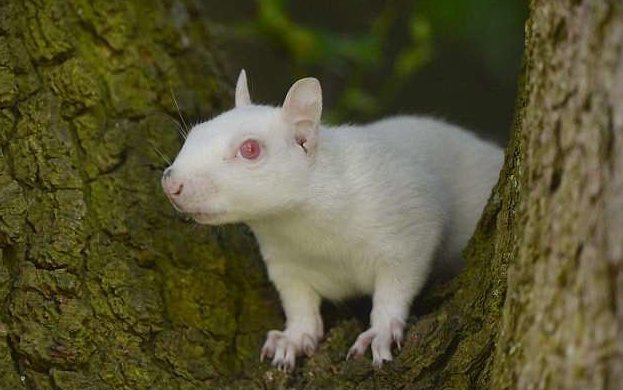 Удивительное животное: в Англии замечена редкая белка-альбинос