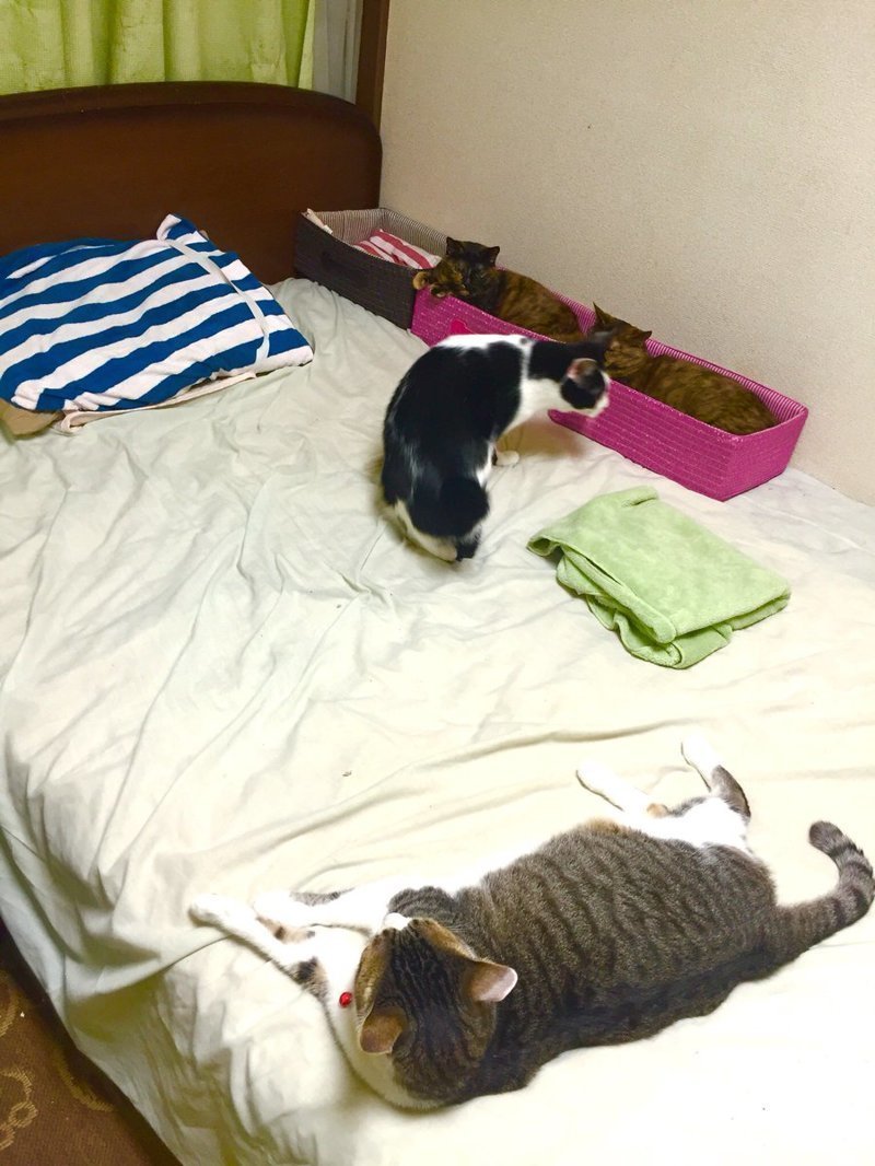 Ночной тыгыдык: японец нашел неожиданный способ усмирить кошек, которые мешают спать 