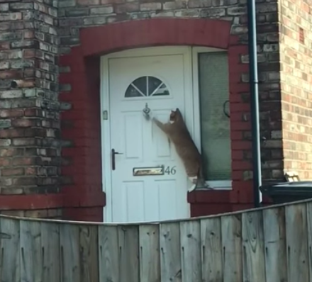 Кошки обычно пробираются в дом сквозь специальное отверстие в двери, но только не этот господин