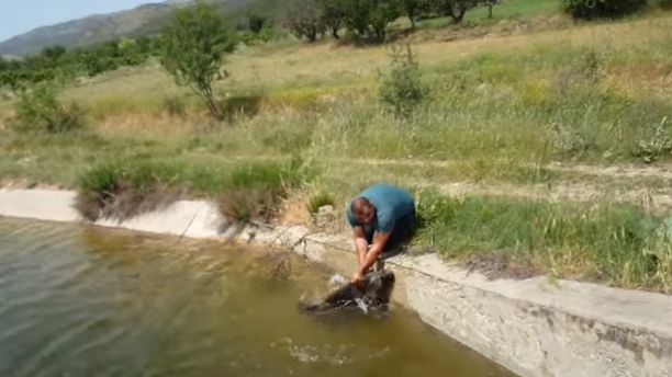 Житель турции спасает кабанов из воды