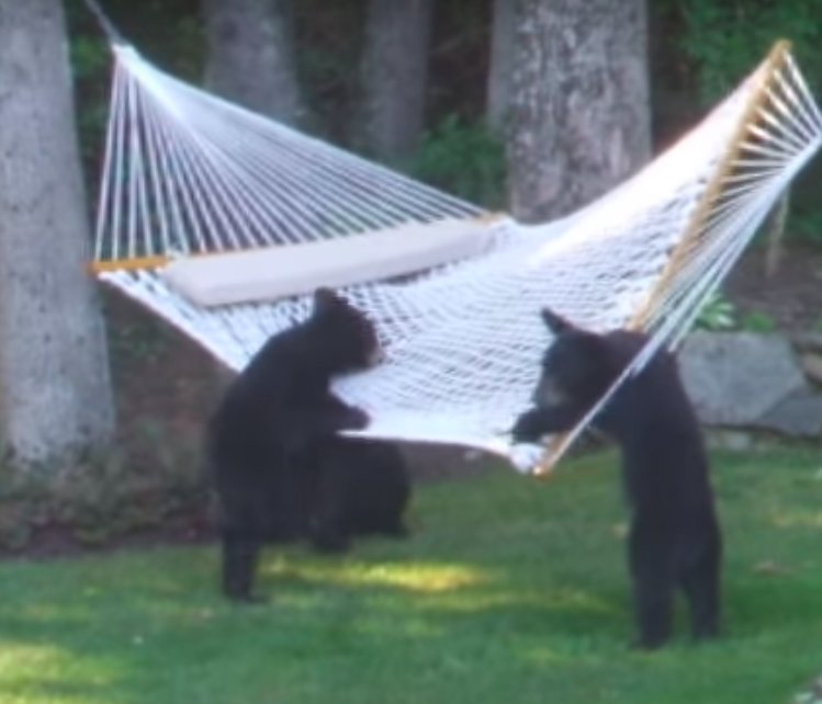 Супруги из Вашингтона были в ужасе, когда обнаружили на заднем дворе семейство медведей