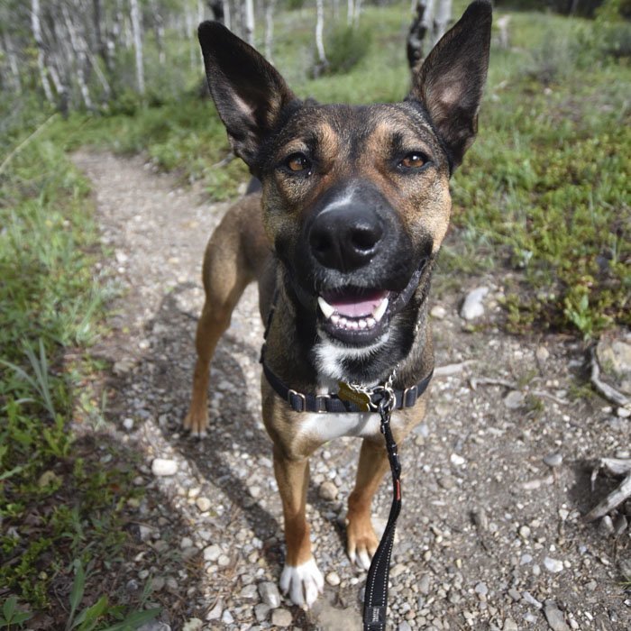 Фотограф помогает собакам найти новый дом
