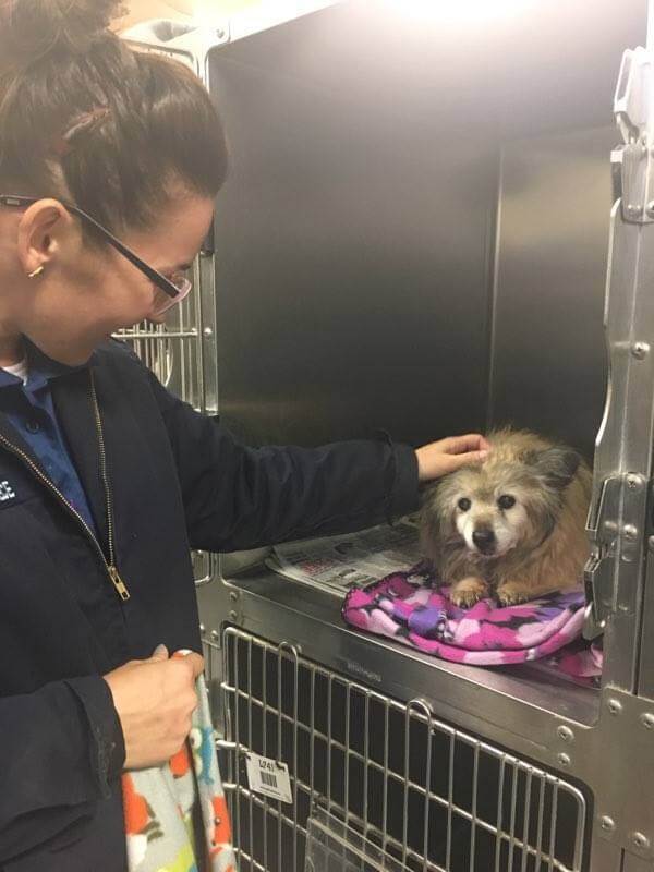 Женщина увидела пса с печальным взглядом и бросила все, чтобы спасти его 