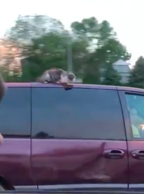 Испуганный котенок ехал на скорости 100 км/ч, цепляясь за крышу авто