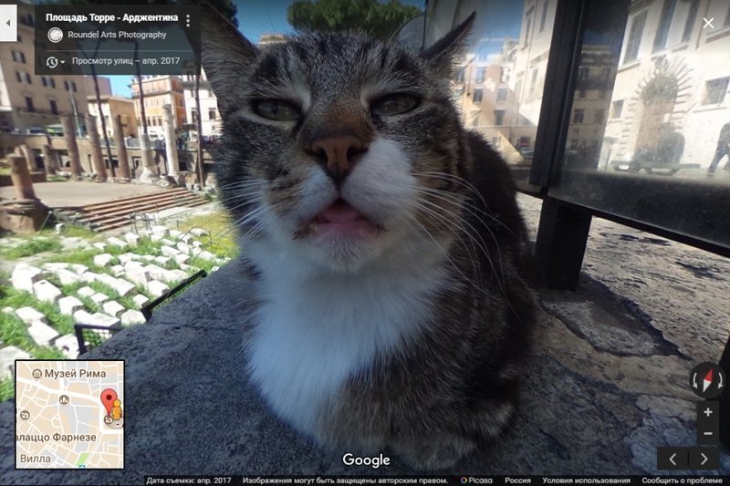 Благодаря Google-картам, котик прославил свой приют