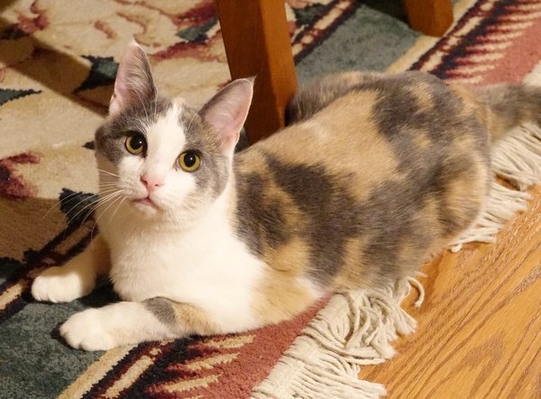 Спасенный котенок превратился в настоящего красавца спустя 5 месяцев 