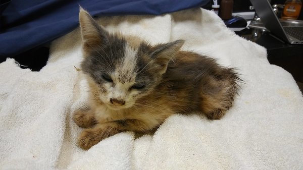 Спасенный котенок превратился в настоящего красавца спустя 5 месяцев 