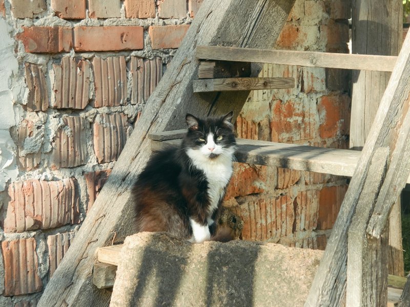 Колоритные коты, которых можно встретить на улице 