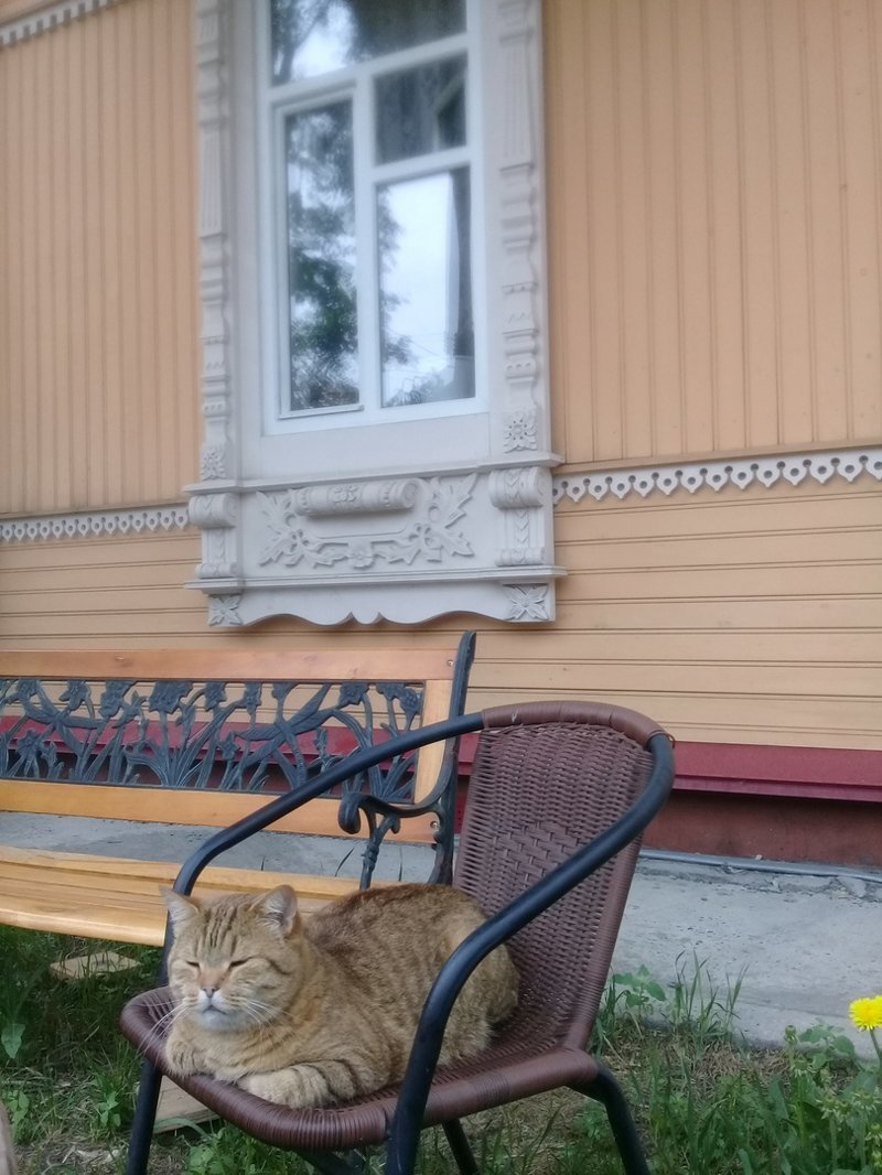 Колоритные коты, которых можно встретить на улице 