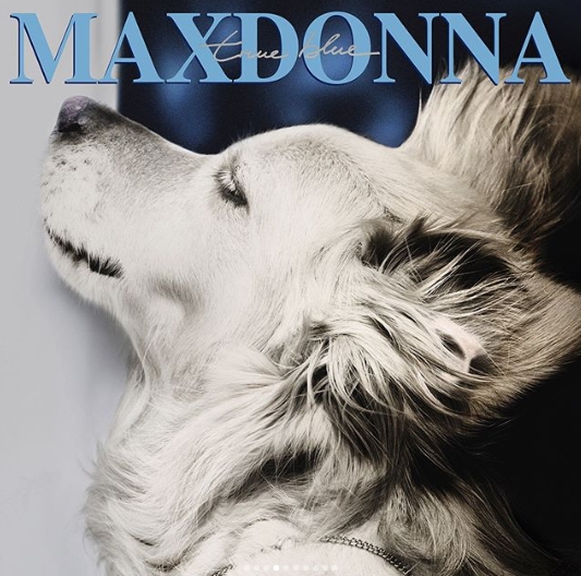 Этот пёс копирует фотографии Мадонны, и весьма удачно! 