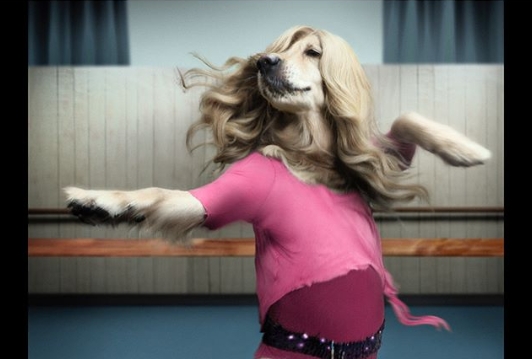 Этот пёс копирует фотографии Мадонны, и весьма удачно! 