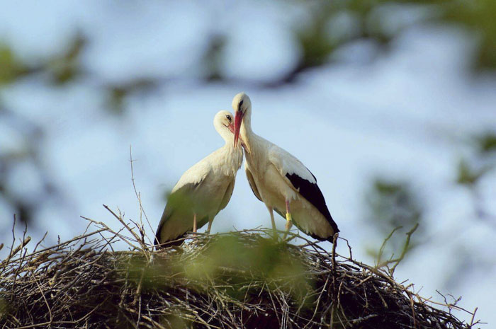 Милейшие птички, доказывающие, что вечная любовь существует 