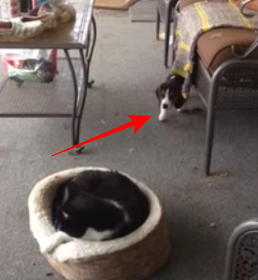 Котик мирно дремал на веранде в своем кресле, не ожидая подставы