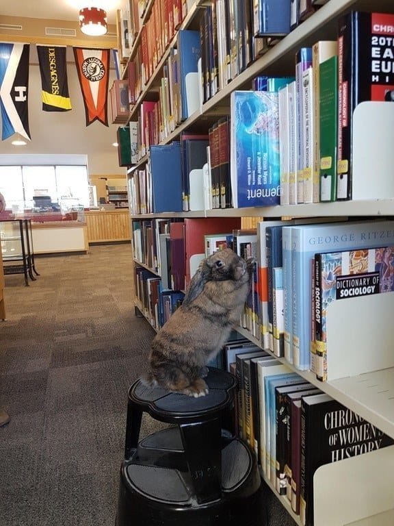 Какой пушистый библиотекарь