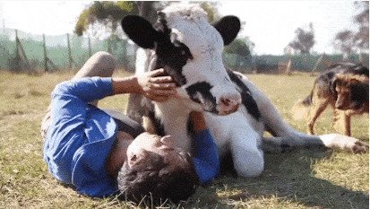1. Коровы игривы, особенно с людьми