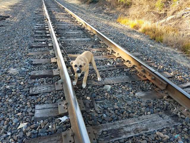 Пес был привязан к железнодорожным путям, а на горизонте уже виднелся приближающийся поезд 