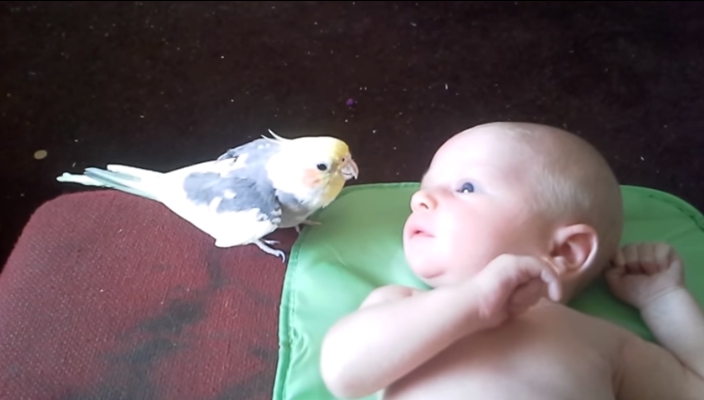 Попугай своим пением убаюкивает младенца