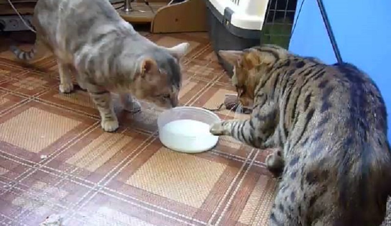 Хозяин этих двух кошек решил показать им, что нужно жить в мире, и налил одну на двоих миску с молоком