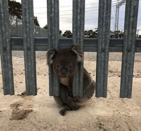 В поисках воды обессилевшая коала застряла в заборе 