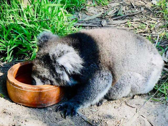В поисках воды обессилевшая коала застряла в заборе 