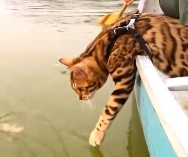 Котик впервые оказался на лодке, и недоумевает, что же там внизу