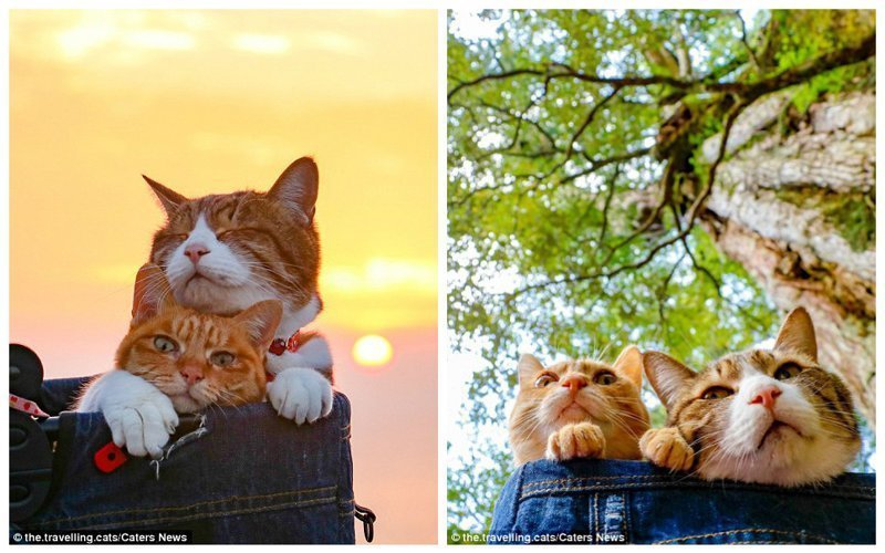 Кошки-путешественницы, которые очень злятся, если хозяин уезжает без них