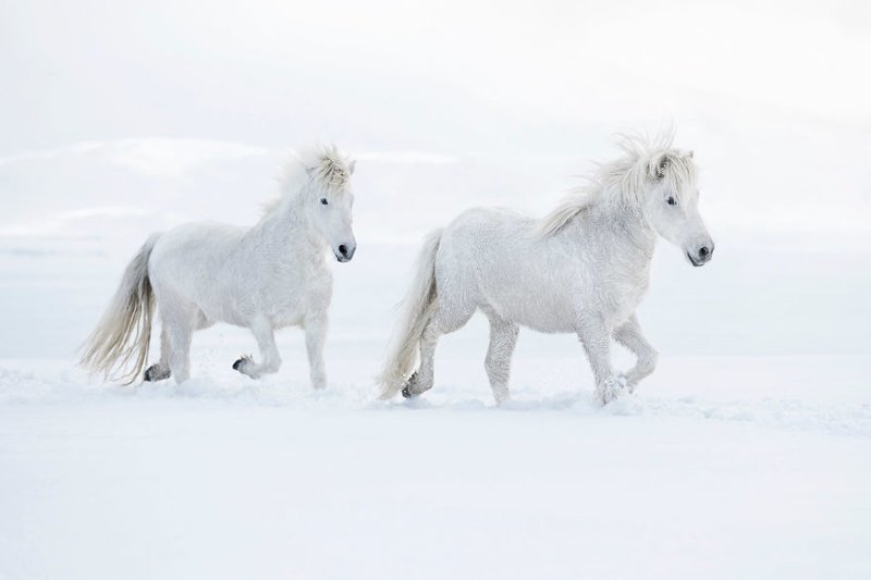 Сказочные лошади Исландии настолько прекрасны, что кажутся нереальными